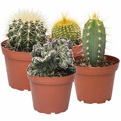 House Plants House Plants